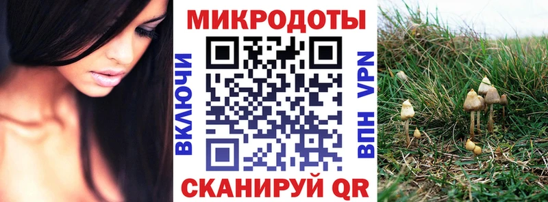 Псилоцибиновые грибы Psilocybe  Змеиногорск 